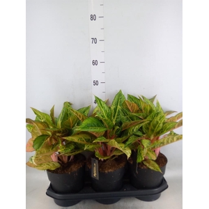 Aglaonema   ...