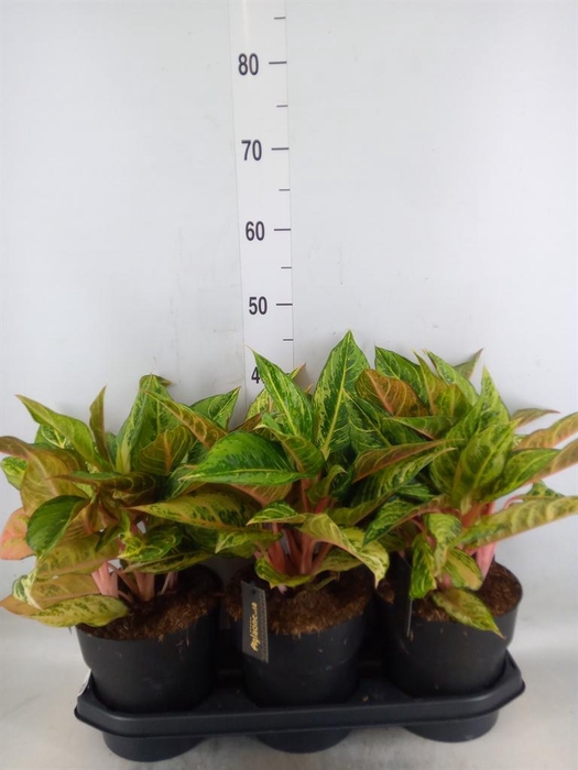 <h4>Aglaonema   ...</h4>