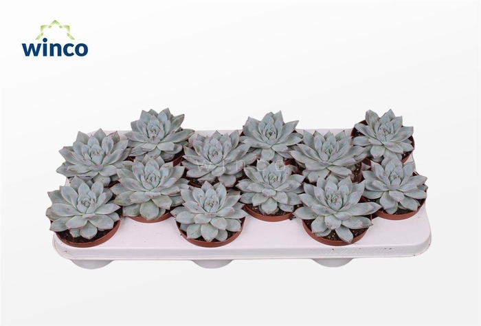 Echeveria Blue bird