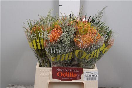 <h4>Leuco Ov Bq</h4>