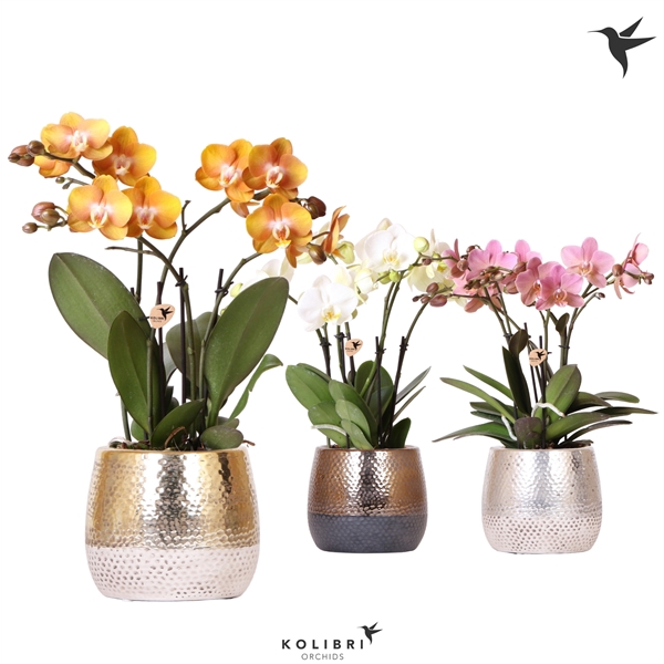 <h4>Kolibri Orchids Phalaenopsis Jewel mix 4 spike in Elite pot mix</h4>