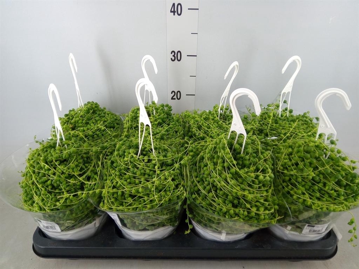 <h4>Senecio rowleyanus</h4>