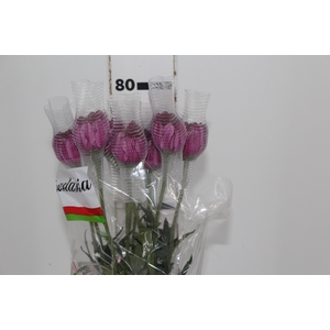 ANASTASIA LOTSO 080 CM