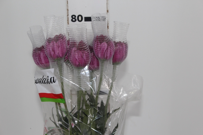 ANASTASIA LOTSO 080 CM