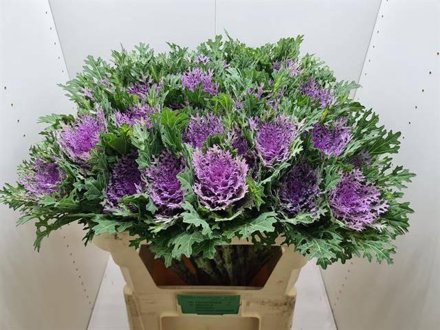 <h4>BRASS CRANE QUEEN</h4>