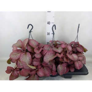 Episcia   ...