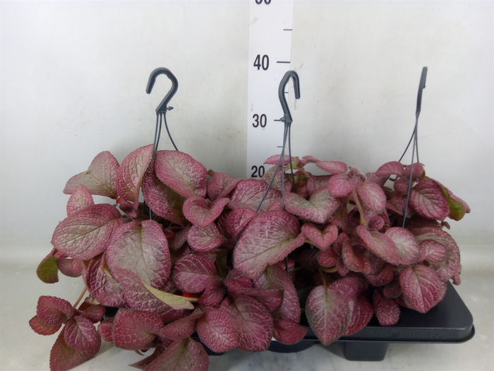 <h4>Episcia   ...</h4>