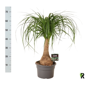 BEAUCARNEA RECUR