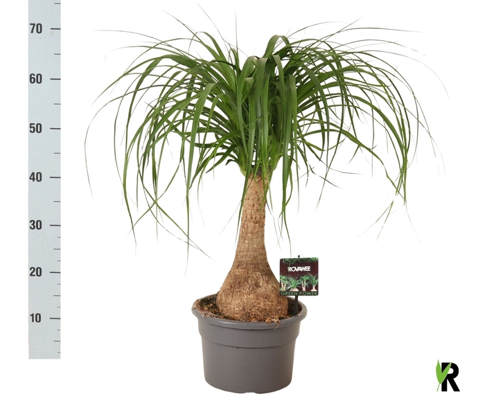 <h4>BEAUCARNEA RECUR</h4>