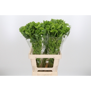 Moluccella Overig