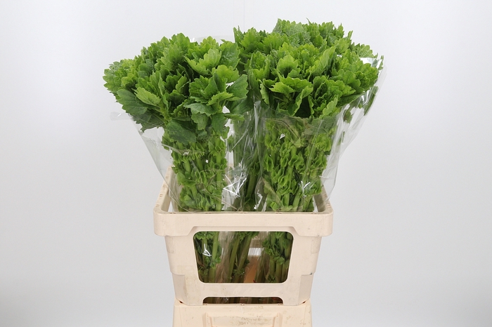 <h4>Moluccella Overig</h4>