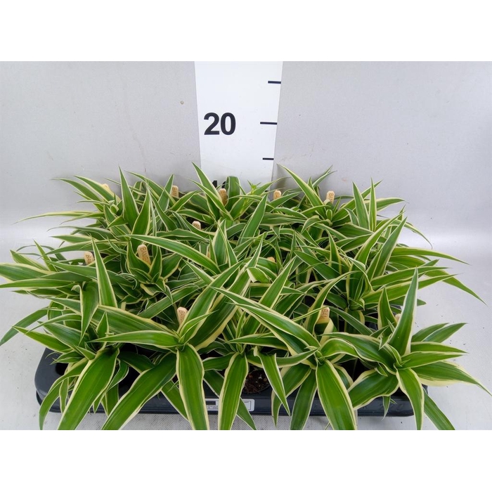 <h4>Chlorophytum com. 'Ocean'</h4>
