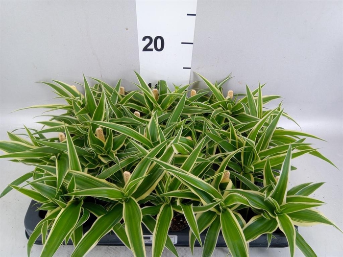 Chlorophytum com. 'Ocean'