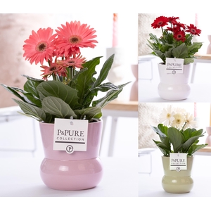 Gerbera belicht 2+ in Pure maxima 3 ass. luxe keramiek