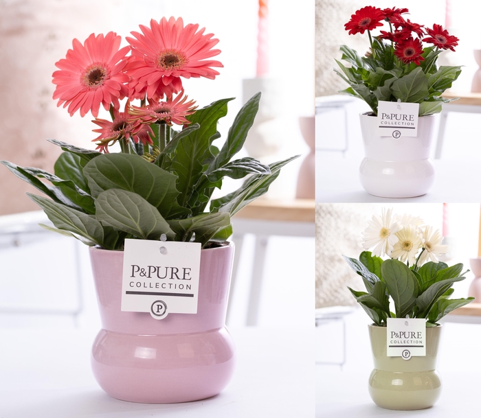 <h4>Gerbera belicht 2+ in Pure maxima 3 ass. luxe keramiek</h4>