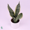 .Sansevieria trifasciata futura superba