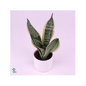 Sansevieria trif. Futura Superba