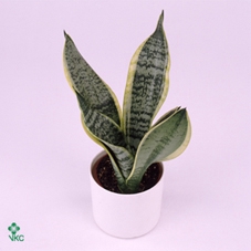 .Sansevieria trifasciata futura superba