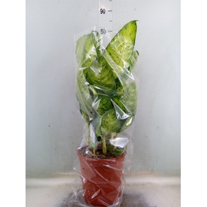 Dieffenbachia  'White Amazon'