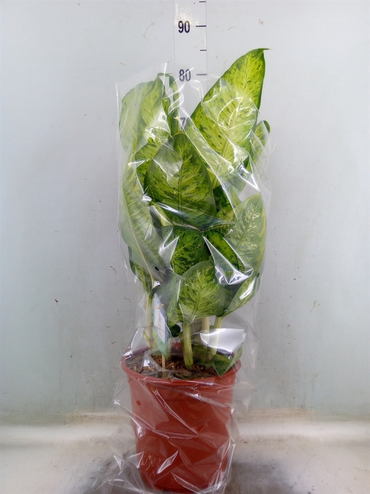 <h4>Dieffenbachia  'White Amazon'</h4>