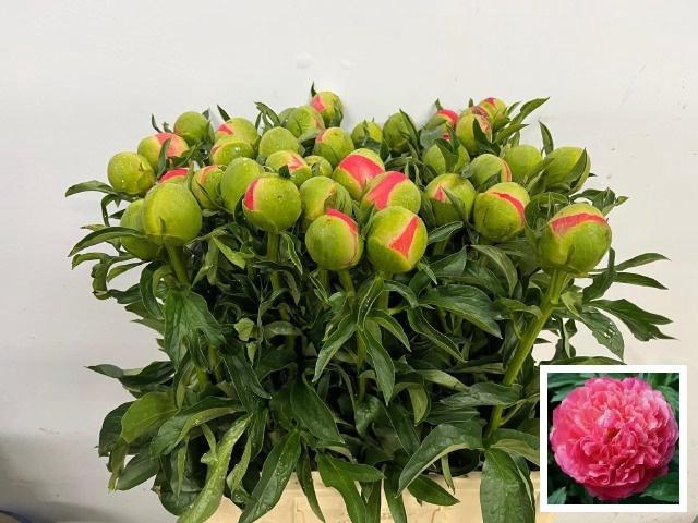 <h4>PAEO CORAL SUNSET</h4>