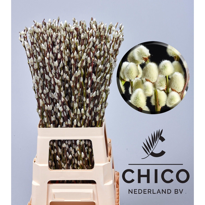 <h4>SALIX CA SNOW FLAKE</h4>