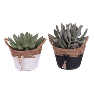 Succulenten mix 10,5 cm in tokelau mand