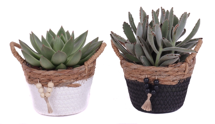 <h4>Succulenten mix 10,5 cm in tokelau mand</h4>