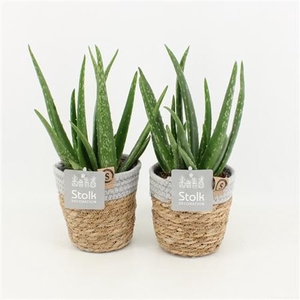 Aloe Vera Basket