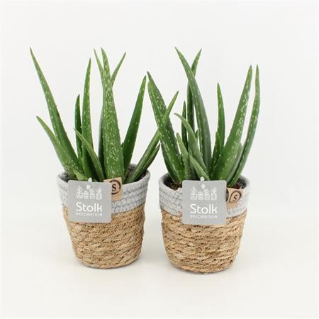 <h4>Aloe Vera Basket</h4>