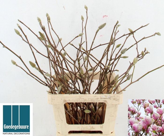 <h4>MAGNOLIA 60cm</h4>