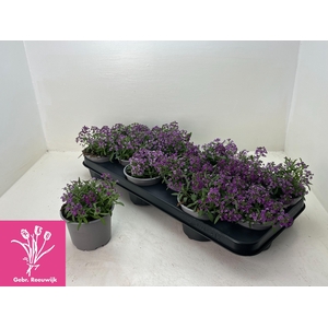 LOBULARIA OV