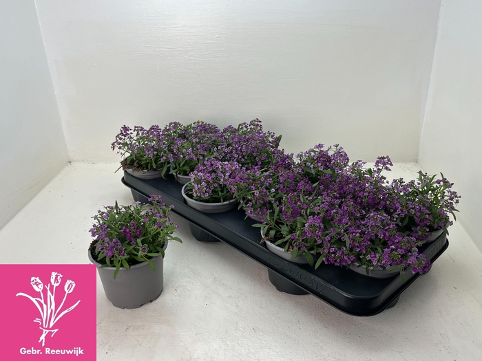 <h4>LOBULARIA OV</h4>