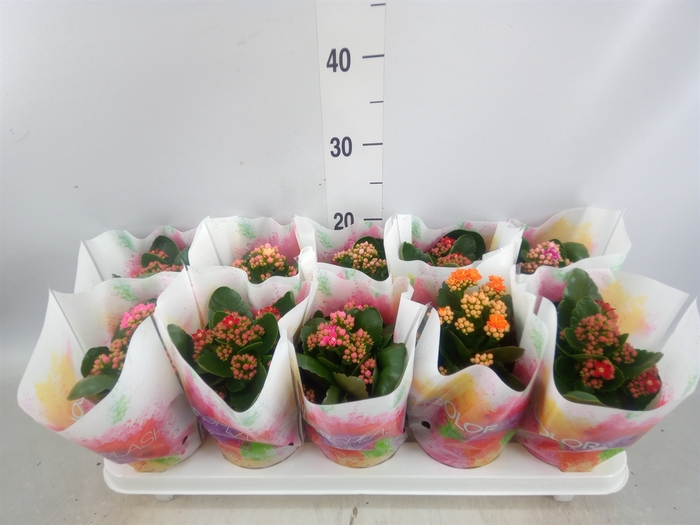 <h4>Kalanchoe blos.   ..rosebud mix  5</h4>