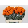 Tagetes Marigold Promise Orange