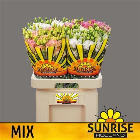 <h4>Eus G Gem In Fust</h4>