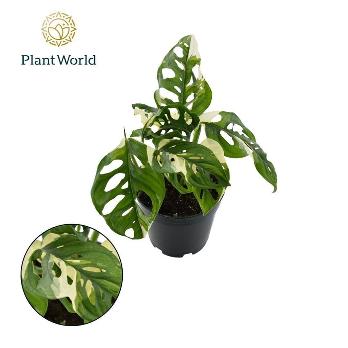 <h4>Monstera obiqua monkey 'Japanese Tricolour'</h4>