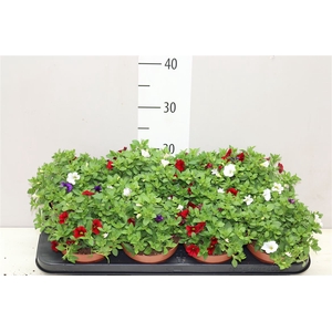 Calibrachoa 