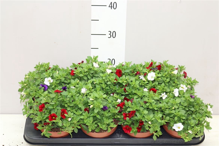 <h4>Calibrachoa "café De Paris" Tricolor Red/blue/whit</h4>