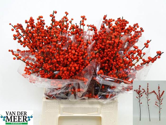 <h4>ILEX VE RODE BES</h4>