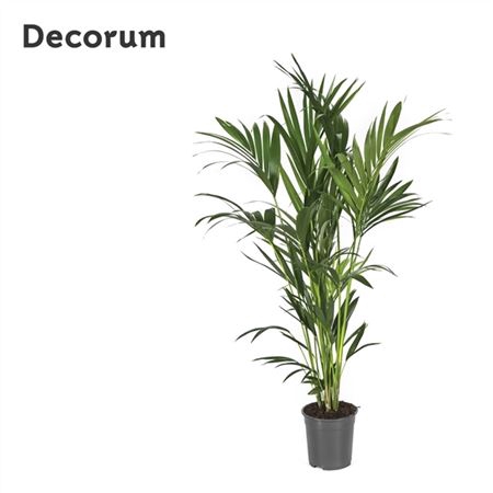 <h4>Howea Forsteriana 150cm (kentia) Decorum</h4>