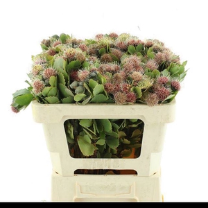 KAAPS GROEN