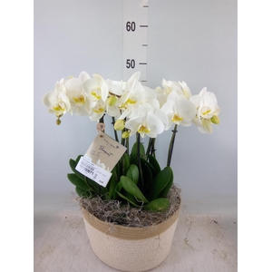 Phalaenopsis   ...white