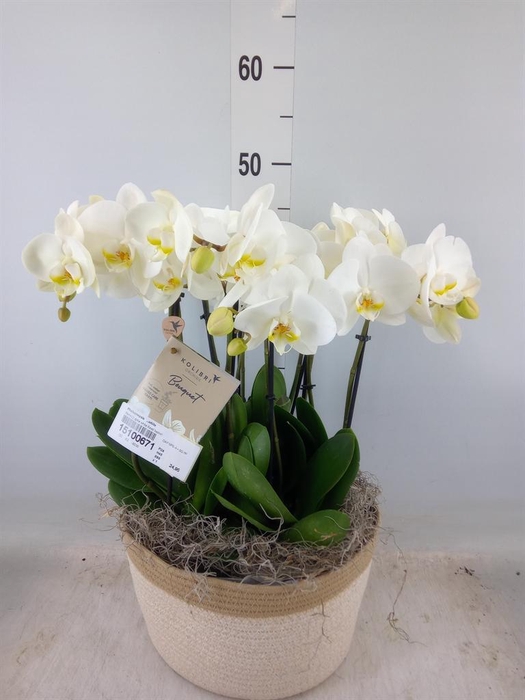 <h4>Phalaenopsis   ...white</h4>