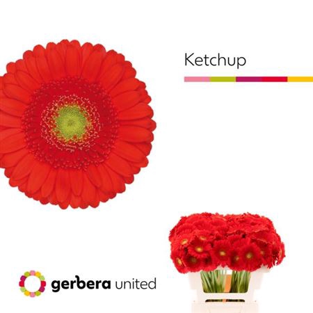 <h4>Ge Mi Ketchup</h4>