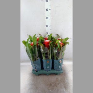 Guzmania  'Hope'
