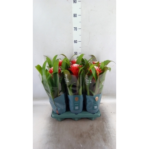 Guzmania  'Hope'