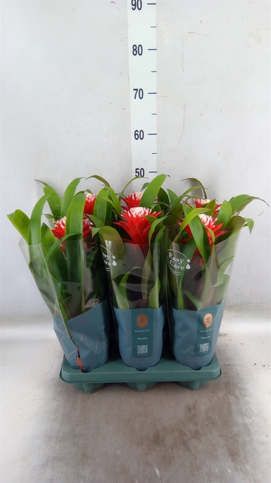 <h4>Guzmania  'Hope'</h4>