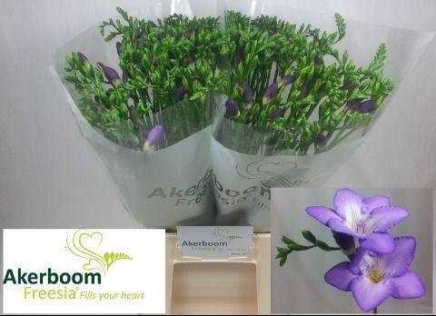 <h4>Freesia enk Castor</h4>