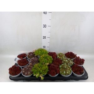Sempervivum   ...mix